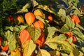 Closeup shot of Groundcherries