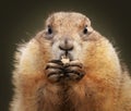 Closeup shot of a groundhog eating Royalty Free Stock Photo