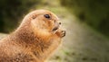 Closeup shot of a groundhog eating a nut with a blurred background Royalty Free Stock Photo