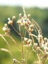 Closeup shot of a groundsel plant with a blurred background Royalty Free Stock Photo