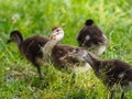 Closeup shot of a group of adorable ducklings on the grass