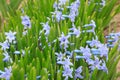 Closeup shot of a group of beautiful purple striped squill flowers