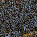 Closeup shot of a group of bees on a beehive