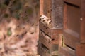 Closeup shot of a group of bees near a wooden habitat