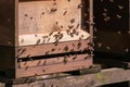 Closeup shot of a group of bees near a wooden habitat