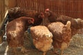 Closeup shot of a group of brown hens drinking water from a metal bucket in a chicken coop Royalty Free Stock Photo