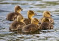 Closeup shot of a group of cute yellow ducklings swimming in a lake Royalty Free Stock Photo