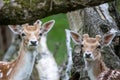 Closeup shot of a group of deer