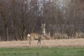 Closeup shot of the group of deers in the park.