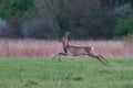 Closeup shot of the group of deers in the park.