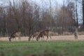 Closeup shot of the group of deers in the park.