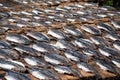 Closeup shot of the group of dried fish on a textile surface under the sun