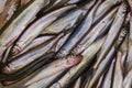 Closeup shot of a group of European smelt fish after a fishing trip