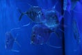 Closeup shot of a group of fish in the blue water