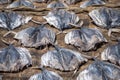 Closeup shot of a group of fishes are being dried