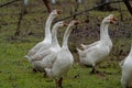 Closeup shot of a group of geese