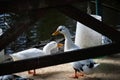 Closeup shot of a group of geese on the body of the water behind a lake Royalty Free Stock Photo