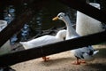 Closeup shot of a group of geese on the body of the water behind a lake