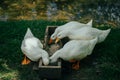Closeup shot of a group of geese eating from a feeder Royalty Free Stock Photo