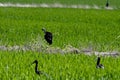 Closeup shot of a group of glossy ibises resting on the lawn
