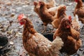 Closeup shot of a group of hens on the farm Royalty Free Stock Photo