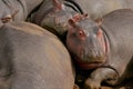 Closeup shot of a group of Hippopotamus on a sunny day