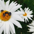 Closeup shot of a group of insects on a daisy