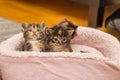 Closeup shot of a group of kittens in a soft bed at home