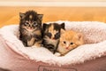 Closeup shot of a group of kittens in a soft bed at home