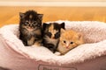 Closeup shot of a group of kittens in a soft bed at home