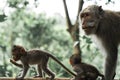 Closeup shot of a group of macaque monkeys in a park