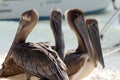 Closeup shot of a group of pelicans on a beach with a white boat in the background