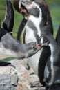 Closeup shot of a group of Penguins surrounded by water