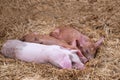 Closeup shot of a group of piglets sleeping on a pile of hay