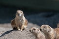 Closeup shot of a group prairie dogs on a blurred background