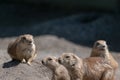 Closeup shot of a group prairie dogs on a blurred background