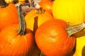 Closeup shot of a group of pumpkins on a sunny day