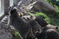 Closeup shot of a group of raccoons in a park