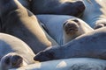 Closeup shot of a group of sea lions Royalty Free Stock Photo