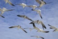 Closeup shot of a group of seagulls flying in the blue sky