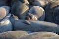 Closeup shot of a group of seals lazily lying on the coast