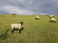 Closeup shot of a group of sheep on the dike close to Varel sluice