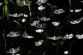 A closeup shot of a group of small white and blue flowers. Graphic resource