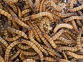 Closeup shot of a group of superworms on each other