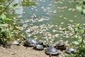 Closeup shot of a group of turtles near the dirty water pond