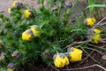 Closeup shot of a group of unbloomed yellow crocus flowers Royalty Free Stock Photo