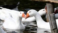 Closeup shot of a group of white geese swimming in a lake Royalty Free Stock Photo