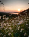 Closeup shot of a group of white Oxeye daisies in the field with a sunset view in the background Royalty Free Stock Photo