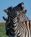 Closeup shot of a group of zebras playing in a field under the sunlight and a blue sky at daytime Royalty Free Stock Photo