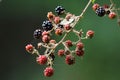 Closeup shot of growing blackberries connected with web Royalty Free Stock Photo